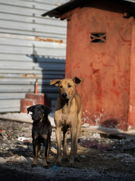 two dogs standing on a dirty dirt road