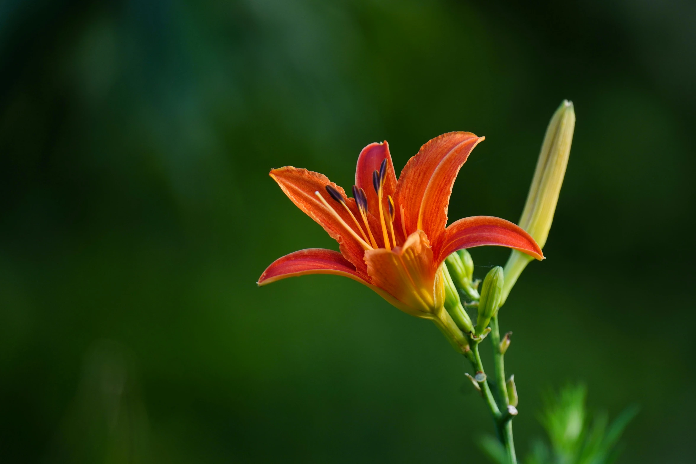 a large flower in the middle of a lush green plant