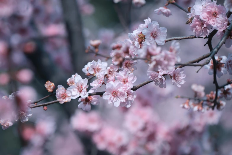 beautiful pink flowers in blossom are blooming on trees