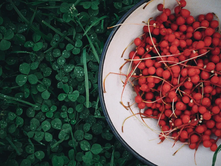 red berries sitting on top of a plate in the grass