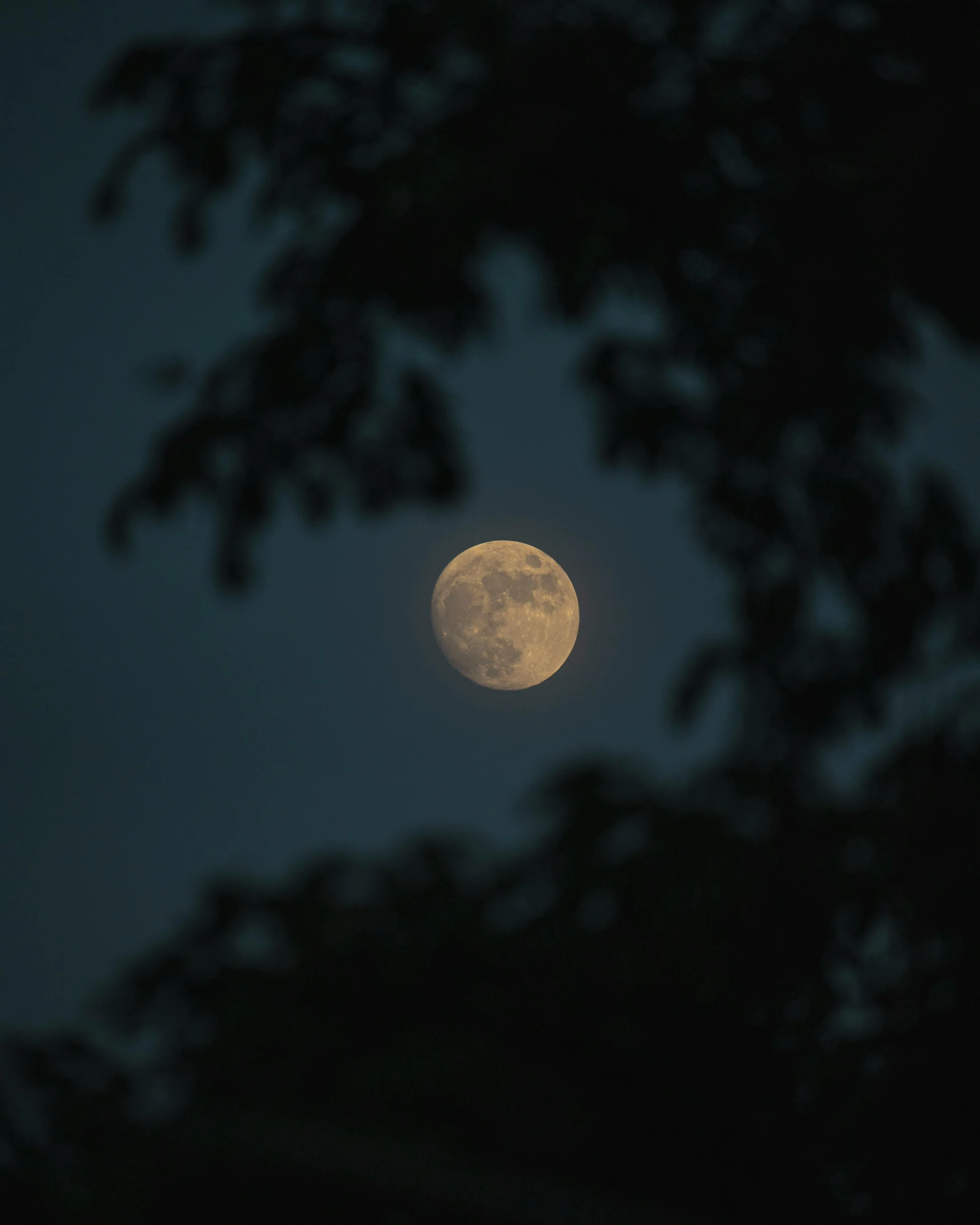 the moon is seen through the nches of a tree