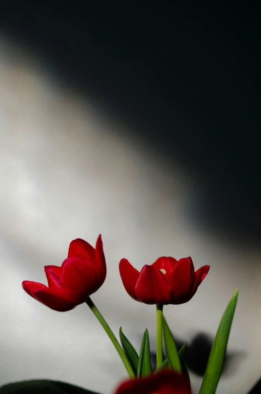 three red flowers are in a small bowl