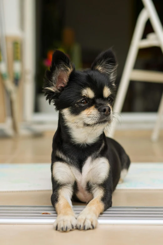 a little chihuahua sitting on the floor next to a chair