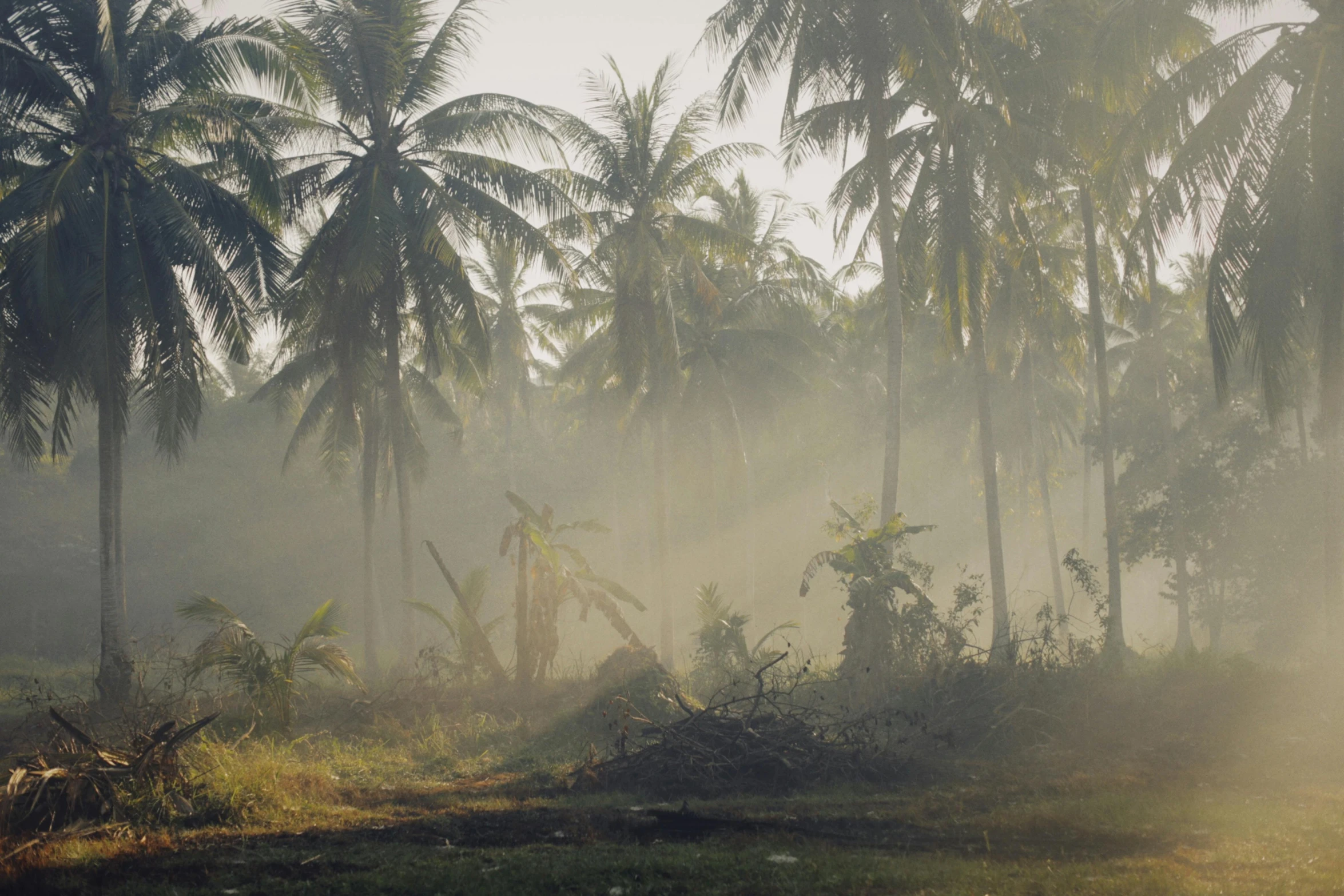 a jungle scene in the fog, with trees, bushes and grass