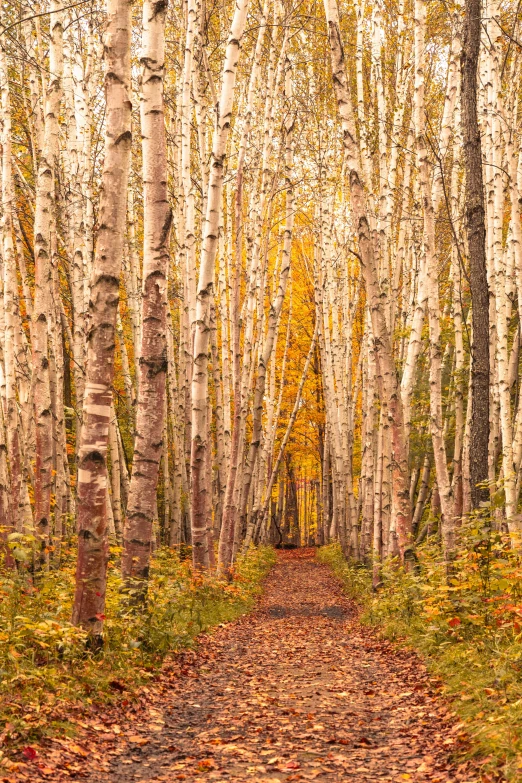 the path is leading through an area that has fallen leaves