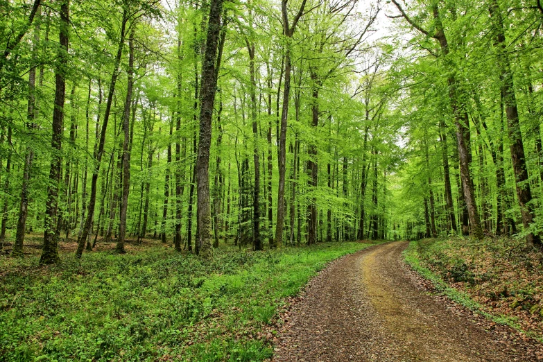 a path splits through a forest filled with tall trees