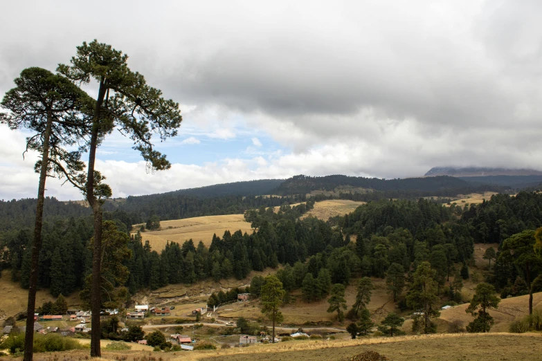 the view down an area with trees, houses and land