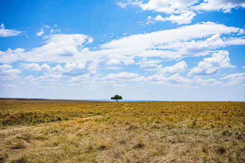 a lone tree stands out in the distance on a prairie plain