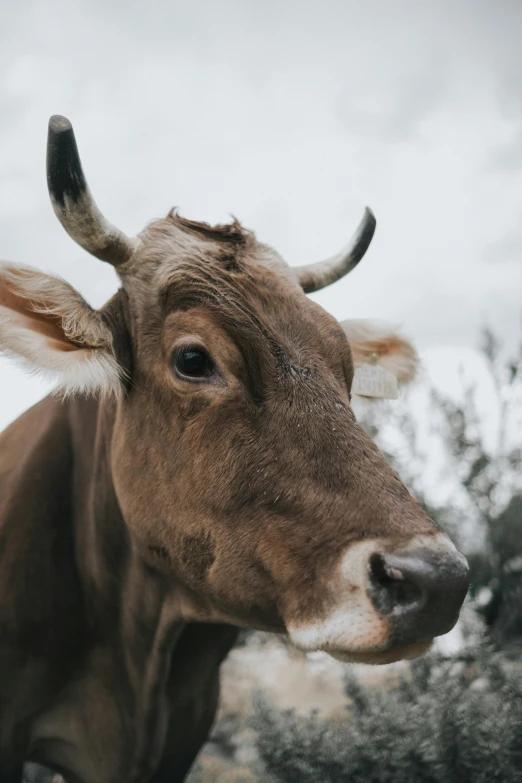 an animal is seen from the side, with large horns