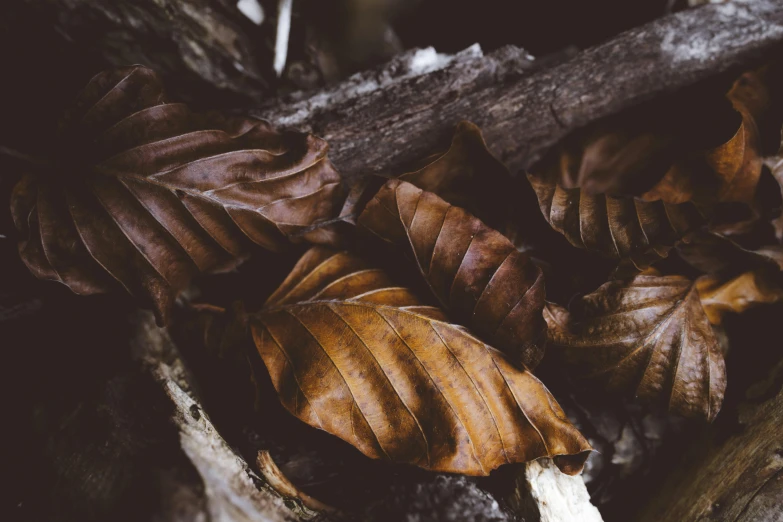 brown leaves and bark on the side of a wood stick