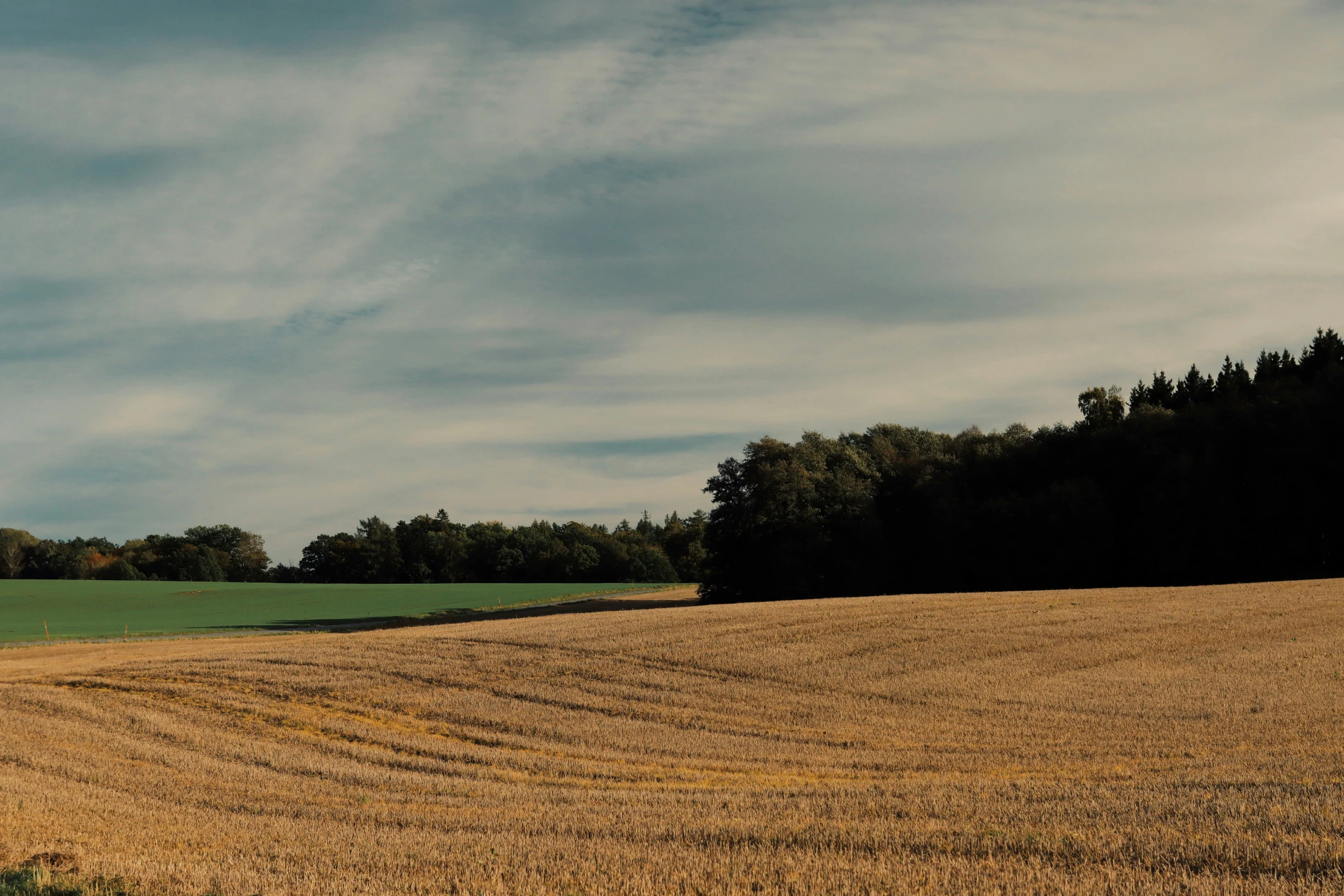 this is a rural field with trees in the background