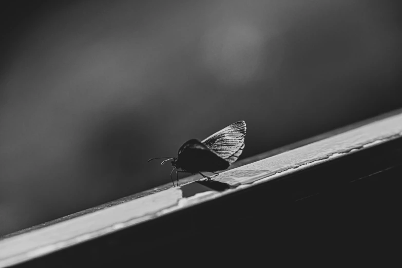 a moth that is sitting on top of a sheet