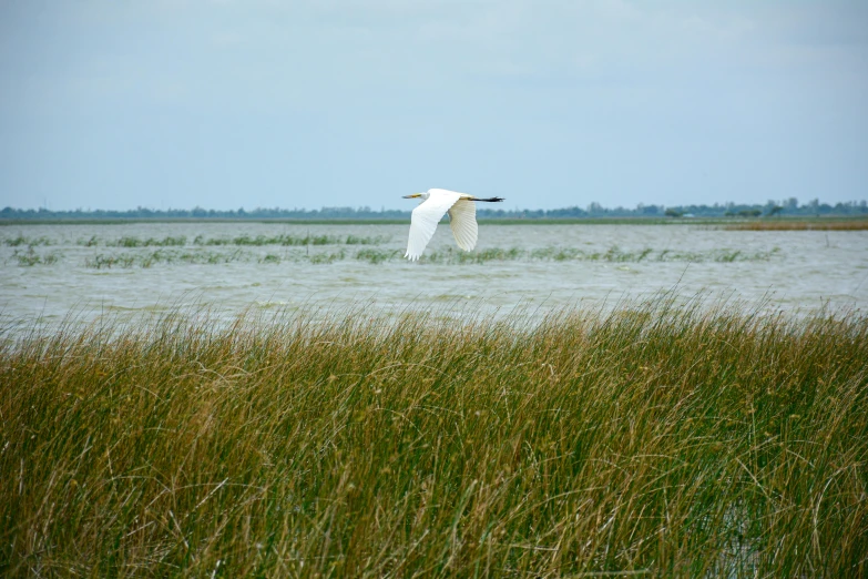 a white bird flies in front of the water