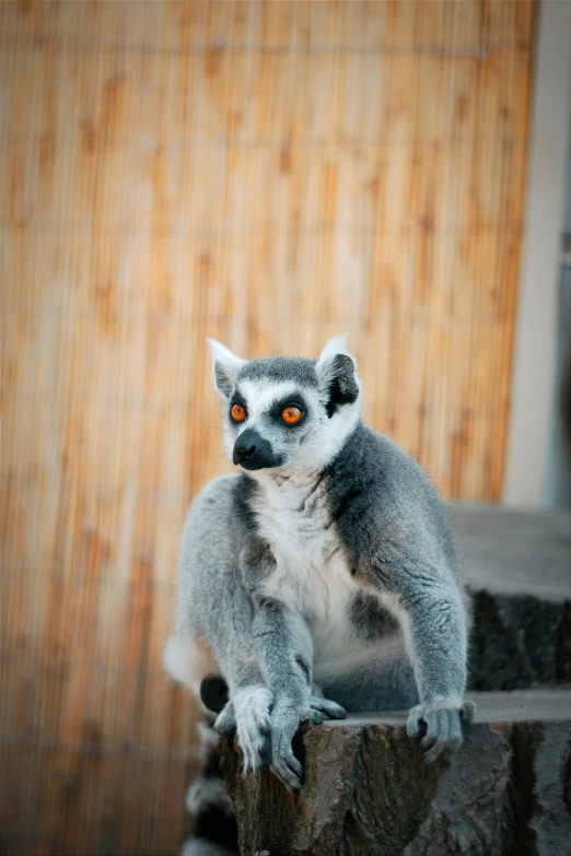 a gray and white animal on top of steps