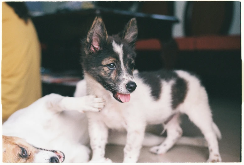 a dog standing on top of a white and brown dog