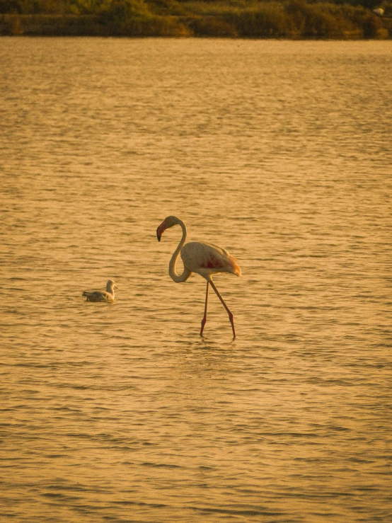 a large crane walking along the water with a small bird