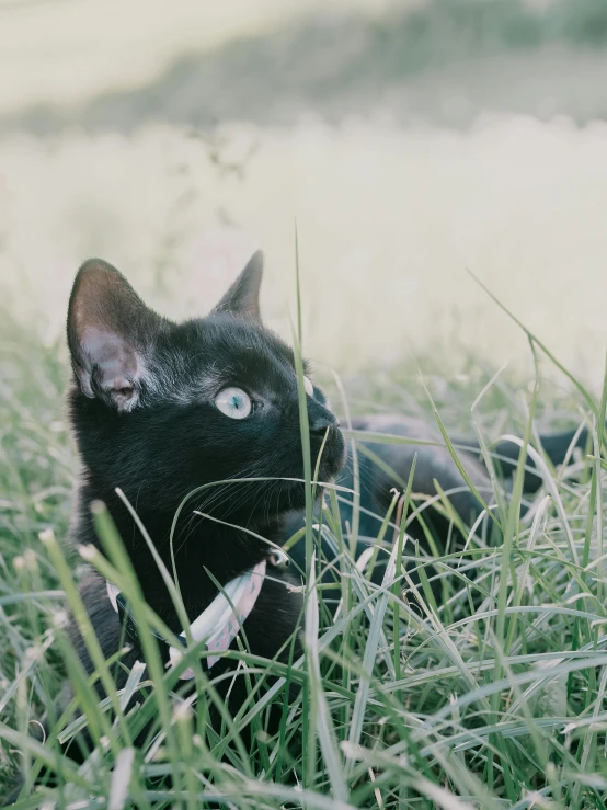 a black cat is lying in the grass