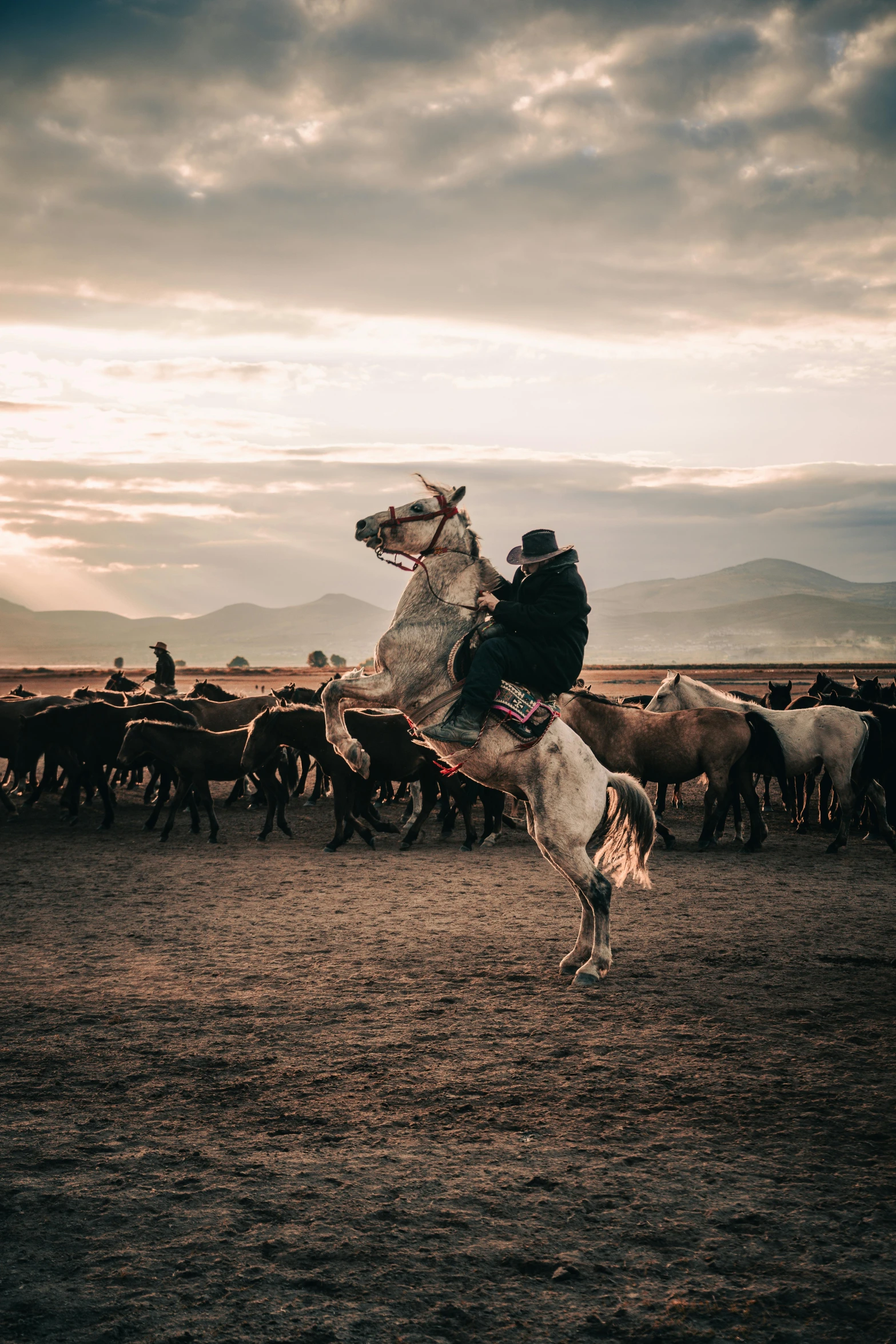 the cowboy rides his horse and leads the pack of cattle through the desert