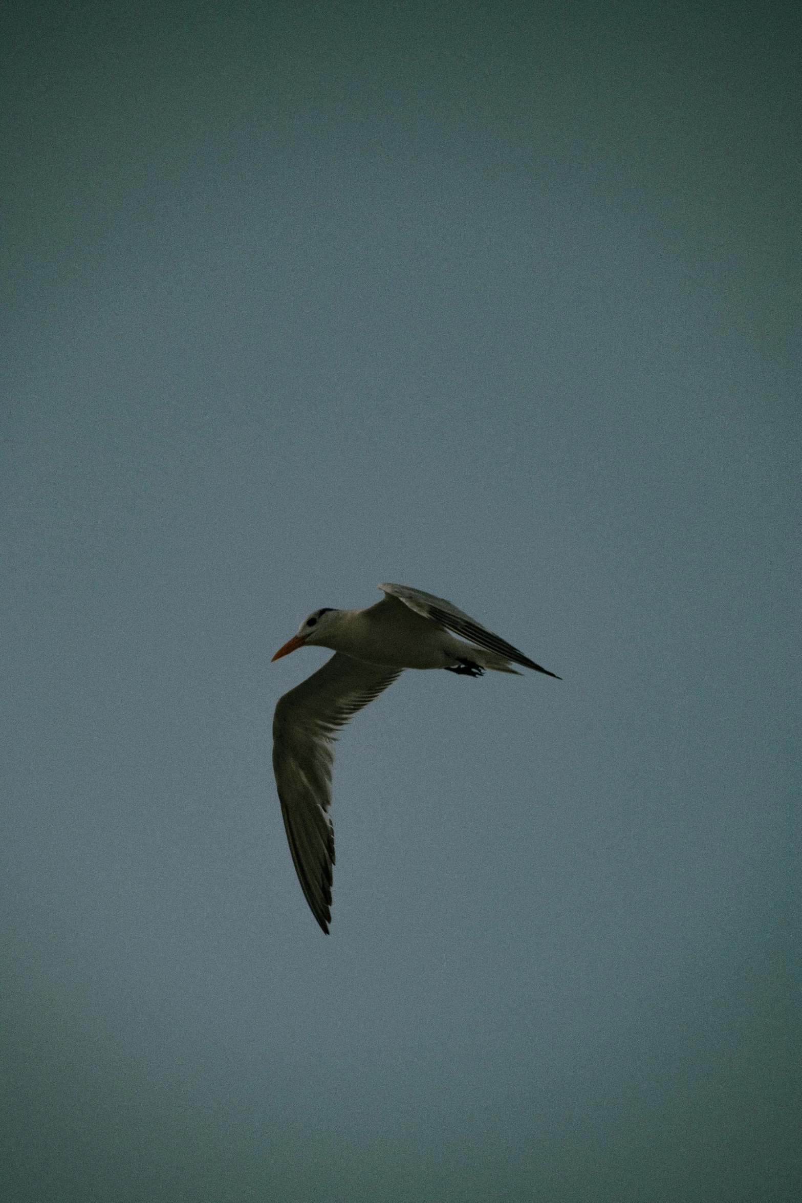 a large bird flying high up in the sky