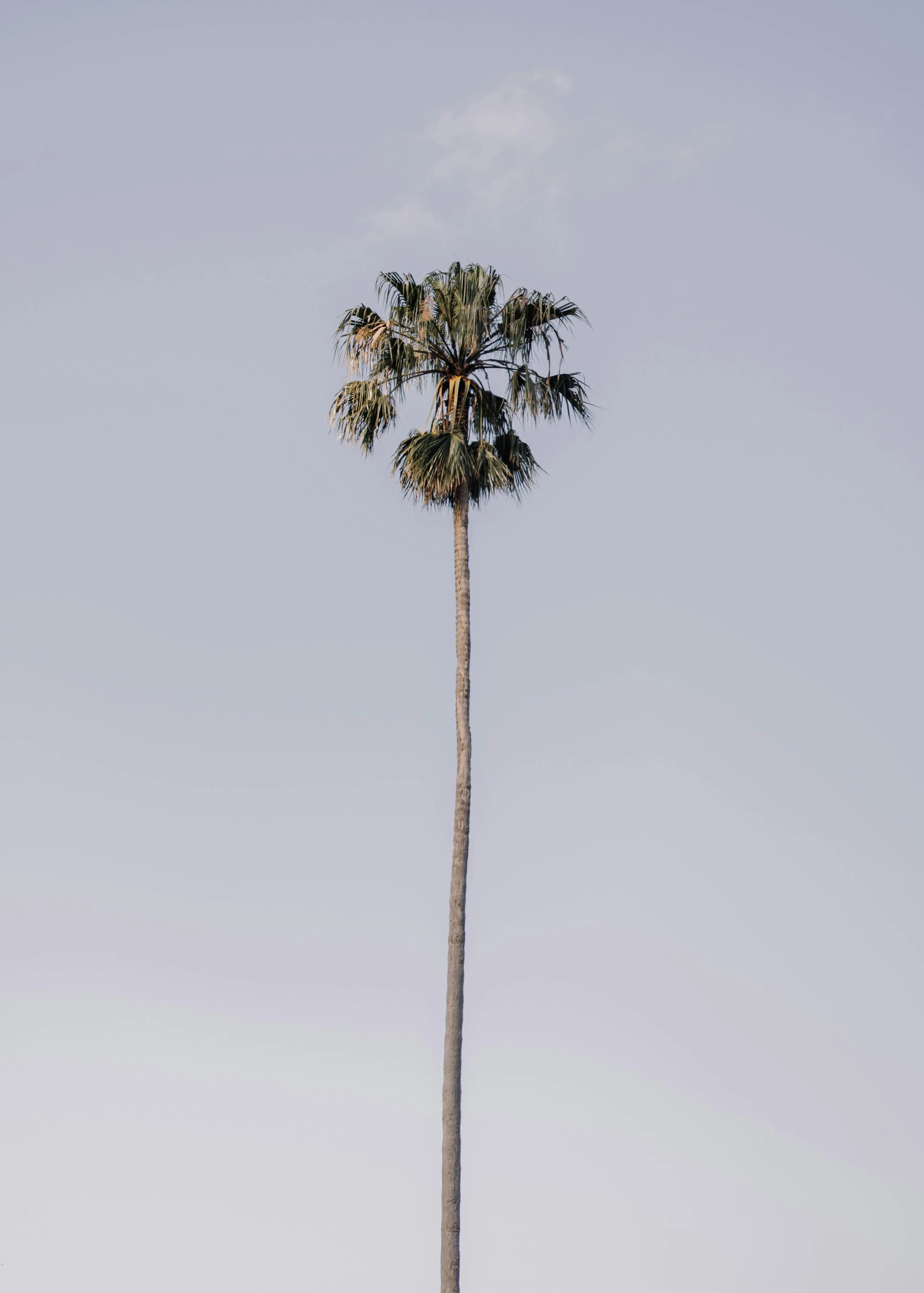 a tall palm tree with the sky above it