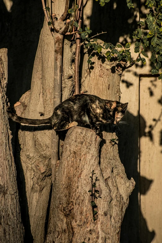 an adult lizard is lying down in a tree