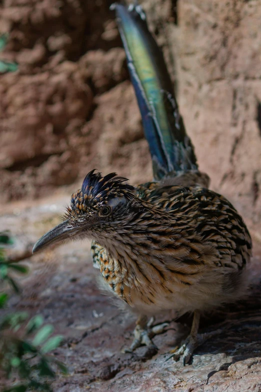 this is a bird perched in front of some rocks