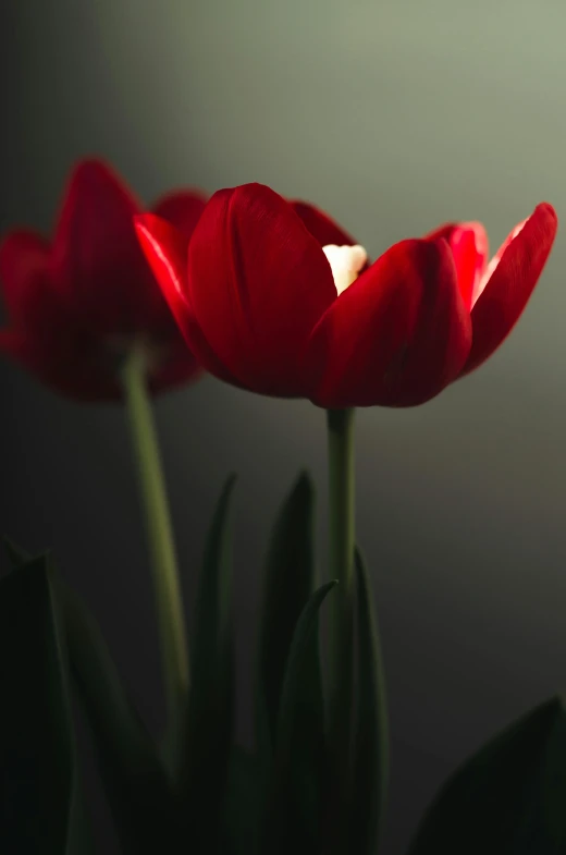 two flowers with dark background in front of light