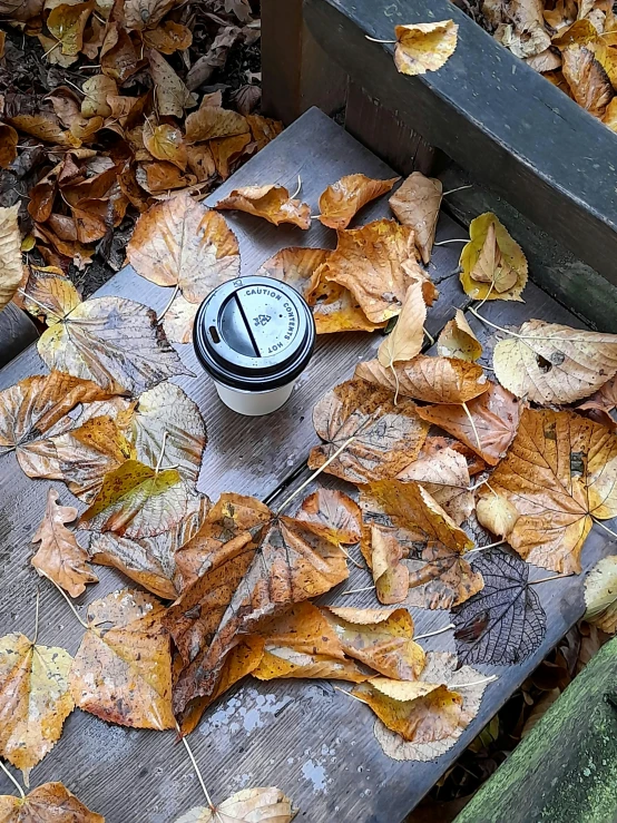 a cup of coffee sitting on top of a bench surrounded by leaves