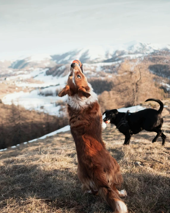 two dogs are playing in the grass and mountains