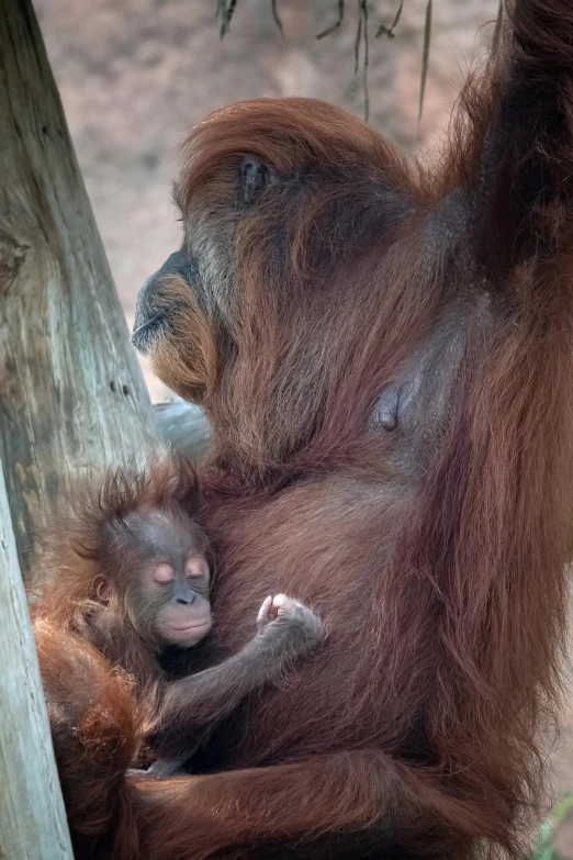 an adult orangua holds onto the top of a young