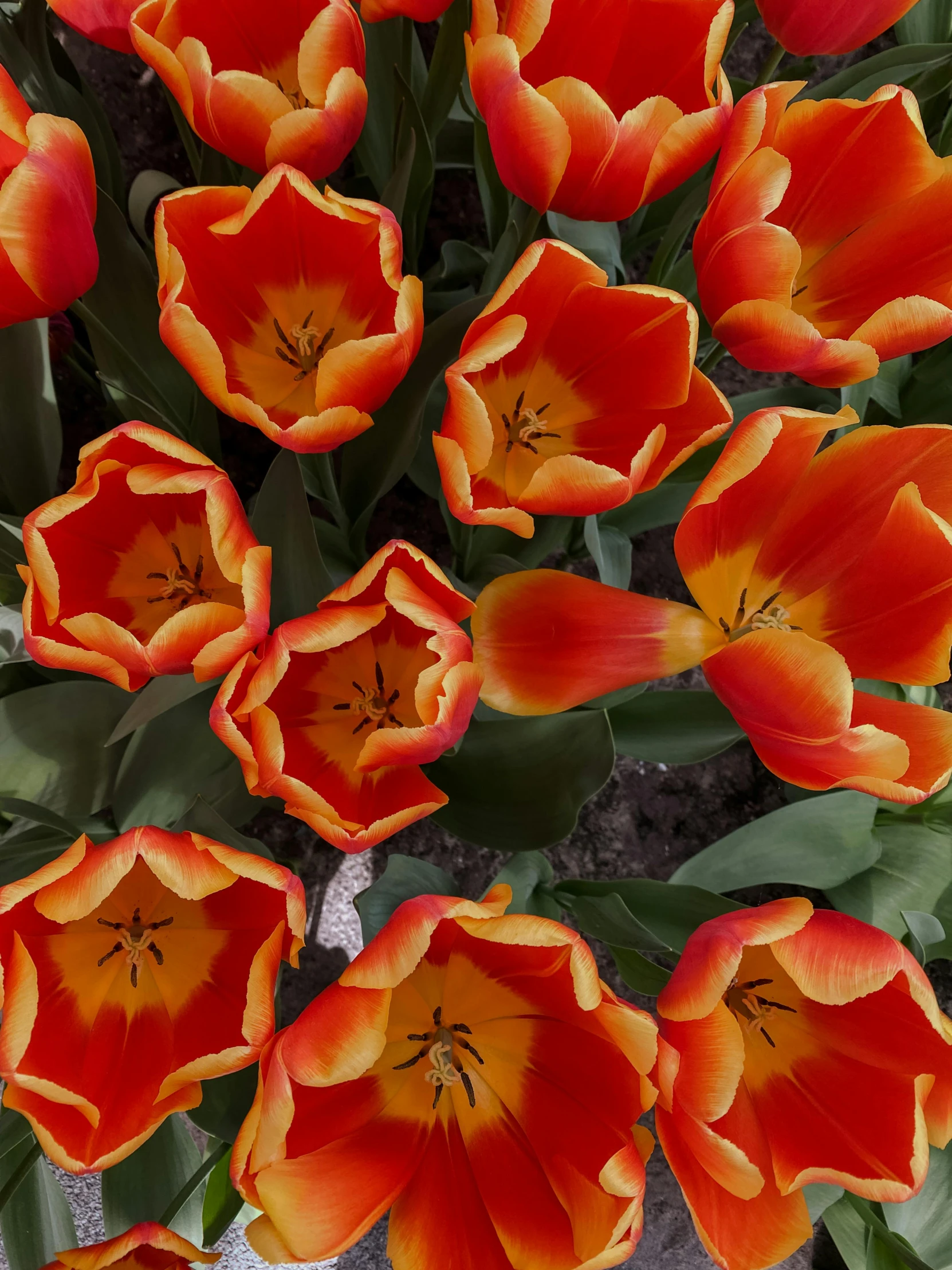 orange and yellow tulips in a bunch