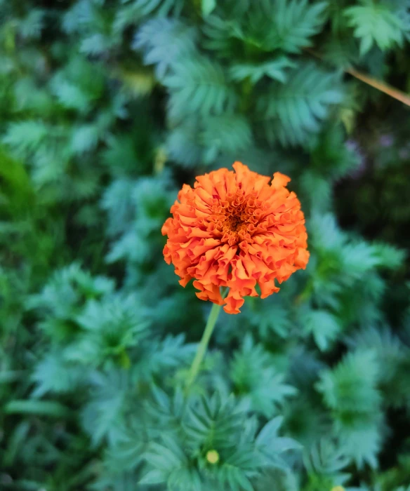 this is an orange flower and many green plants