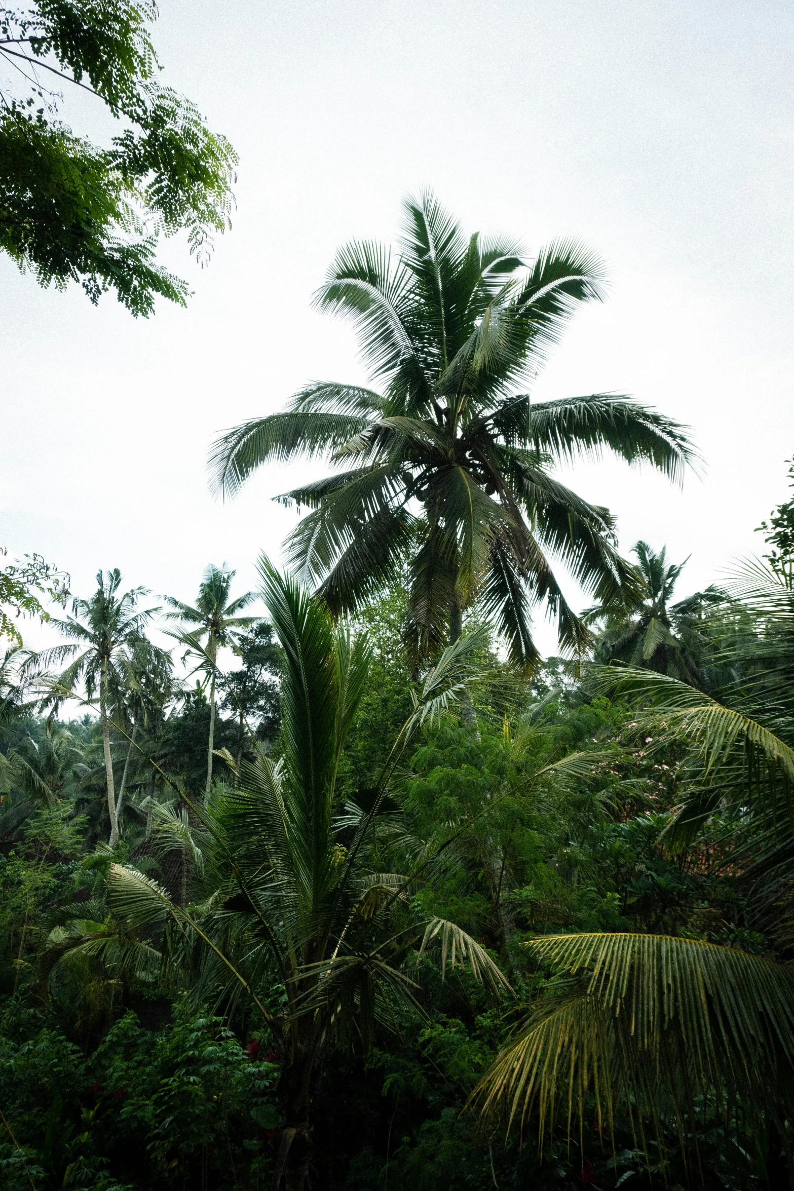 a banana tree stands tall among the tropical foliage