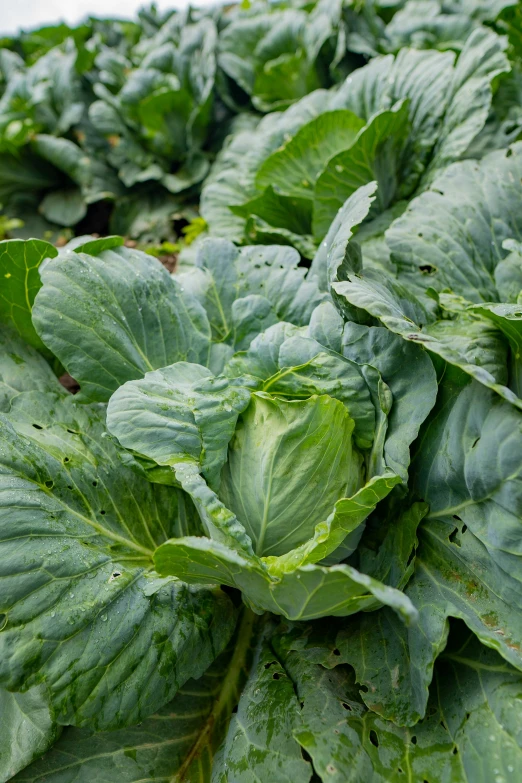 some green leaves with water droplets on them