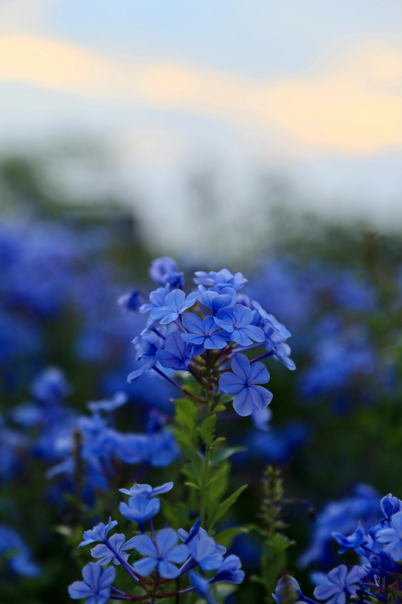 some pretty blue flowers and sky in the background