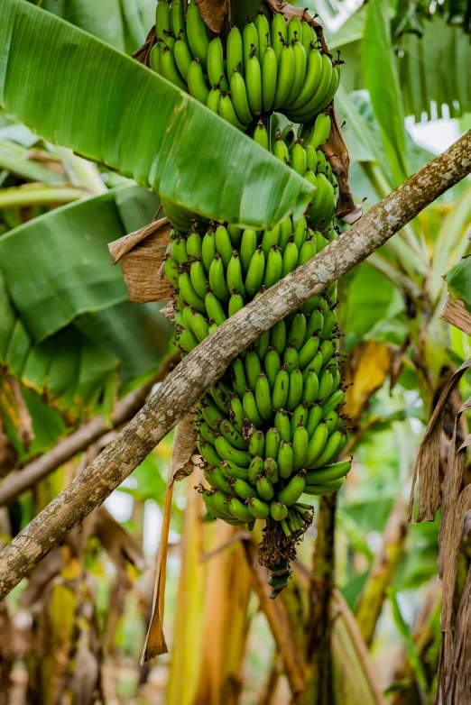 a bundle of green bananas hanging from the nches of tree