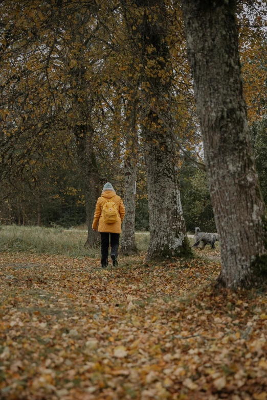 a man is walking in the forest