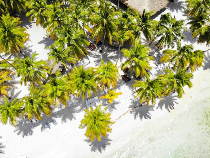 a sandy beach with coconut trees next to a hut