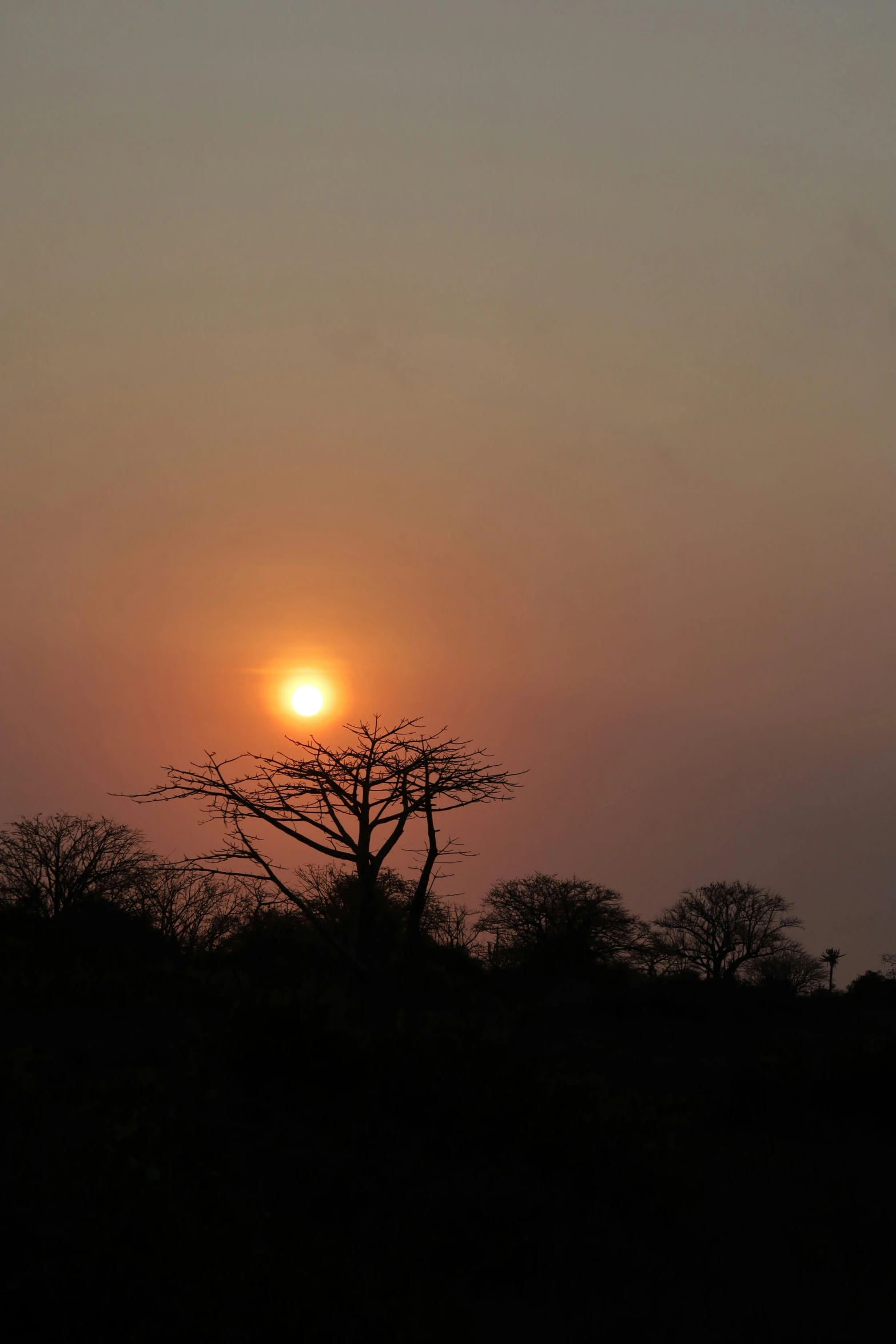 a bright sun shines in the sky over the silhouette of trees