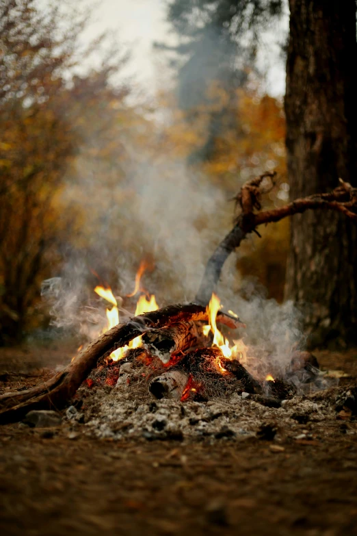 fire with bright yellow flames in the middle of a forest