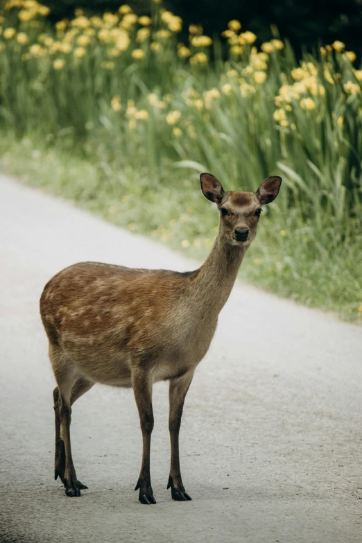 a close up of a small animal on a dirt road