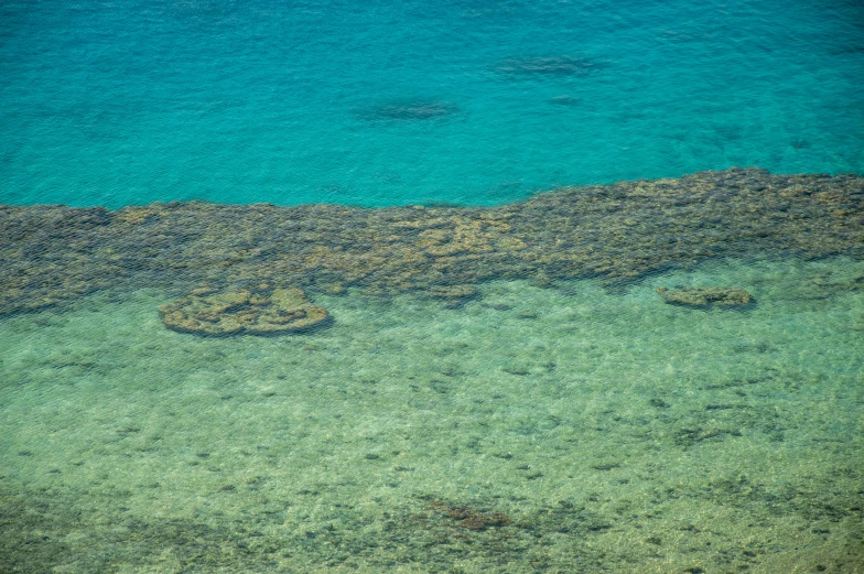 a sandy beach filled with green plants next to the ocean