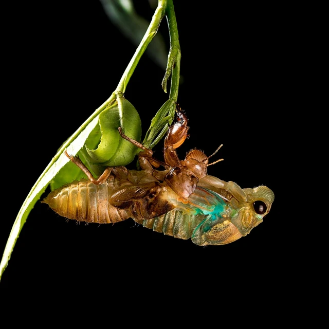 the insect is eating from the green flower