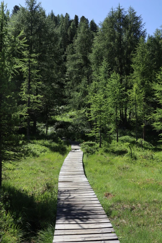 a wooden walkway leads to the woods