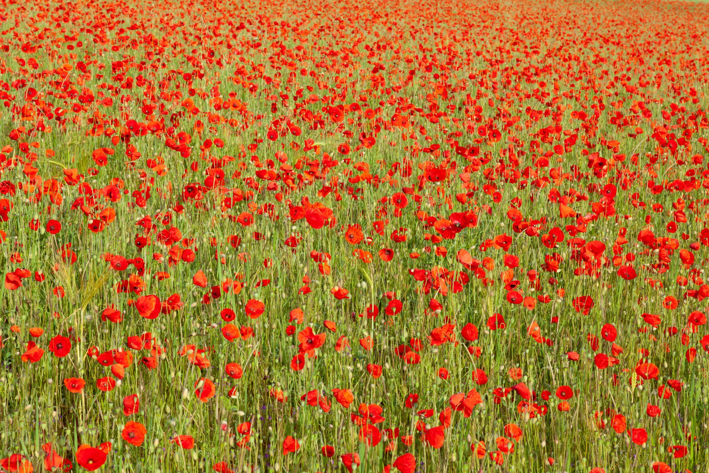 a large field filled with lots of red flowers