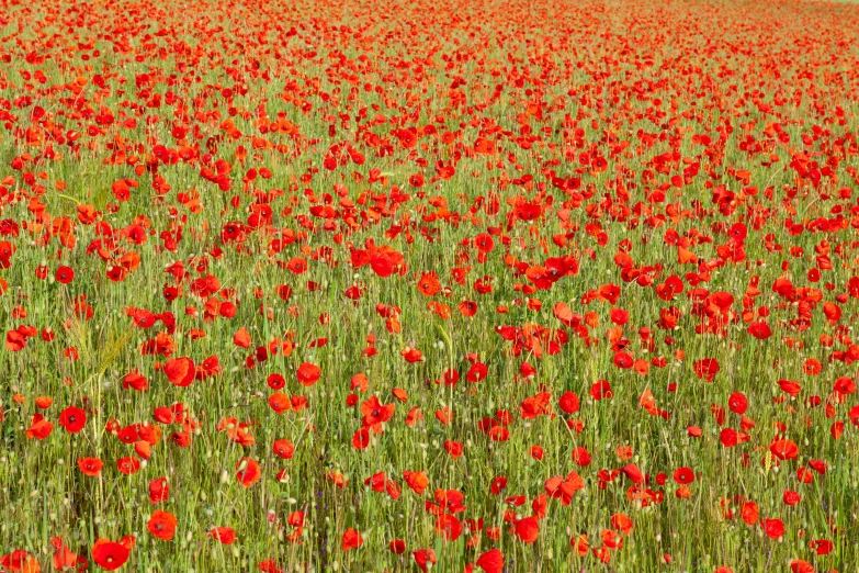 a large field filled with lots of red flowers