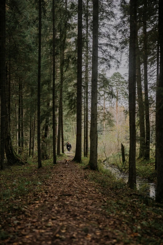 a path through a thick forrest filled with trees