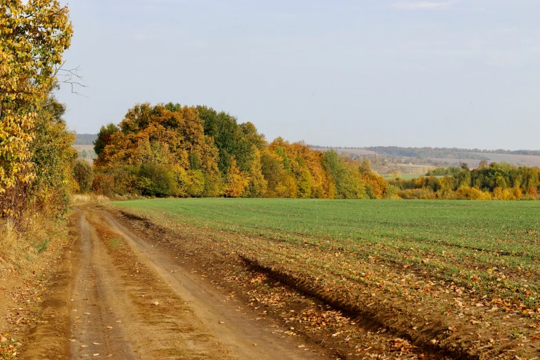 dirt trail leading off to trees in autumn