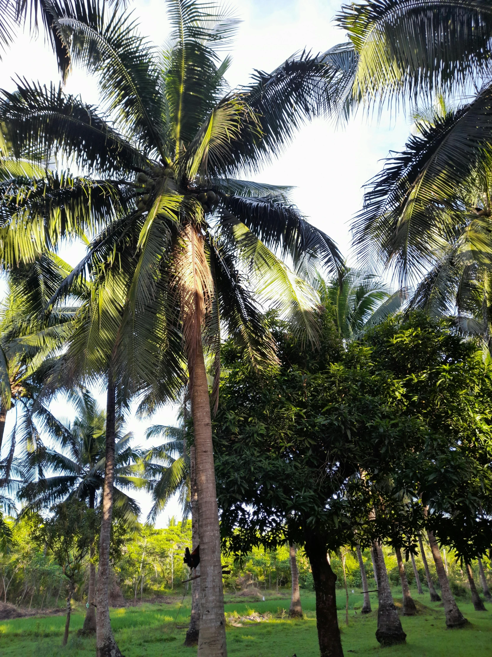 palm trees against a blue and white sky in a field