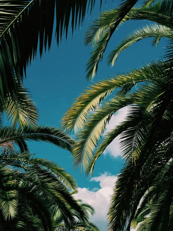 an airplane flying overhead with several palm trees in the foreground